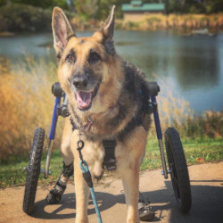 Treatment for degenerative myelopathy in dogs