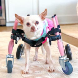 Dog wheelchair use at home and on flooring