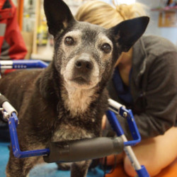 Rehab specialist helps dog in full support wheelchair