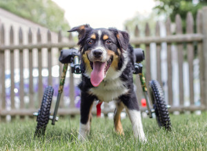 Disabled australian shepherd in wheelchair in training