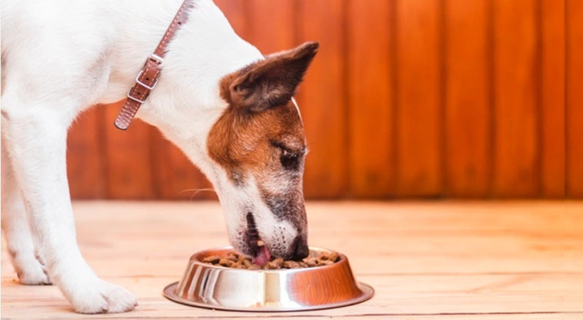 Make your own dog food at home: Russell Terrier eating from his bowl