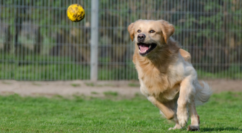 Golden retriever catching a ball living a healthy, active life