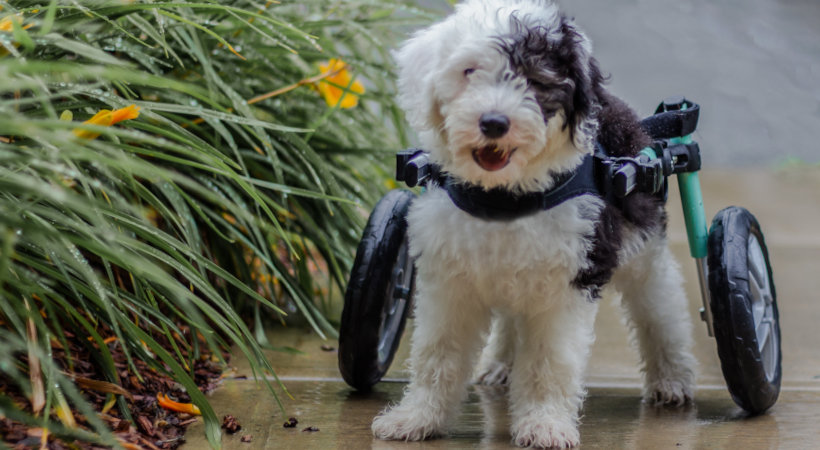 A Sweet medium-size puppy in his teal Walkin' Wheels with hard-foam wheels