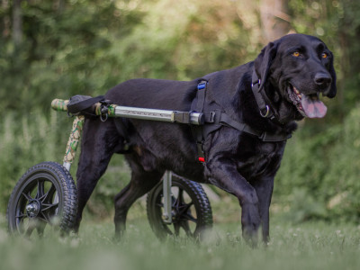 Labrador Retriever wheelchair