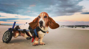 A stunning image of Charlie the Basset Hound in his wheelchair with ears flopping in the wind