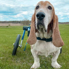 Chuck the Basset Hound, a pleased customer, with his new Walkin' Wheels