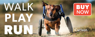 Buy a dachshund wheelchair