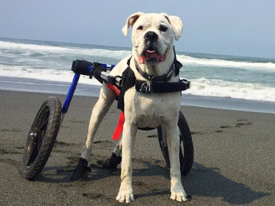 Boxer wheelchair