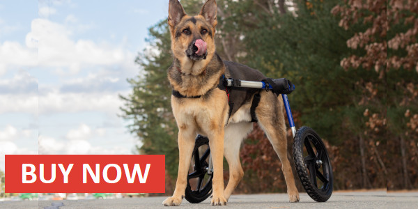 Wheelchair for German Shepherd dog
