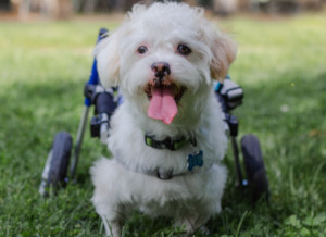 iran rescue dog gets new dog wheelchair