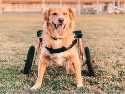 Golden Retriever wheelchair