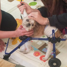 injured pet care