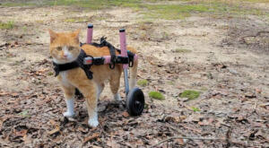 Lollipop an Orange Tiger cat has mobility loss from arthritis. She is able to explore her yard with the use of her pink cat wheel chair.