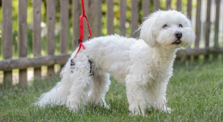 dog lift harness for hind leg weakness