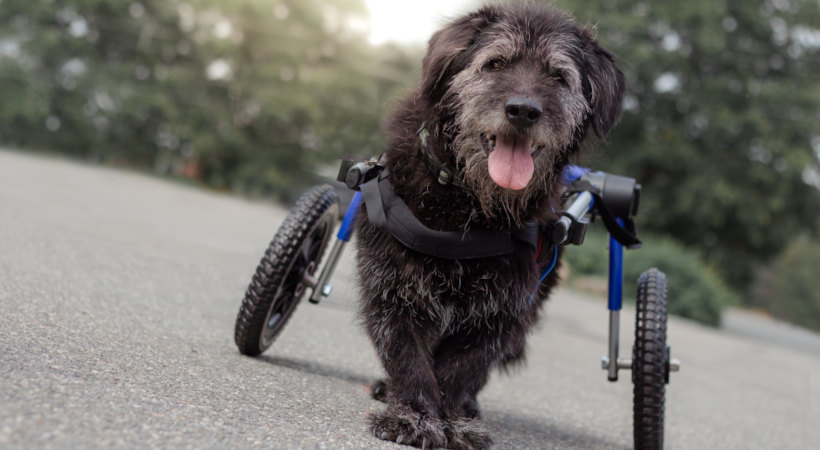 Merle is a senior dog enjoying a walk in his Walkin Pets dog wheelchair