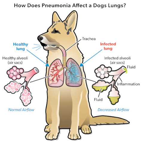 how dogs pneumonia affect a dogs lungs