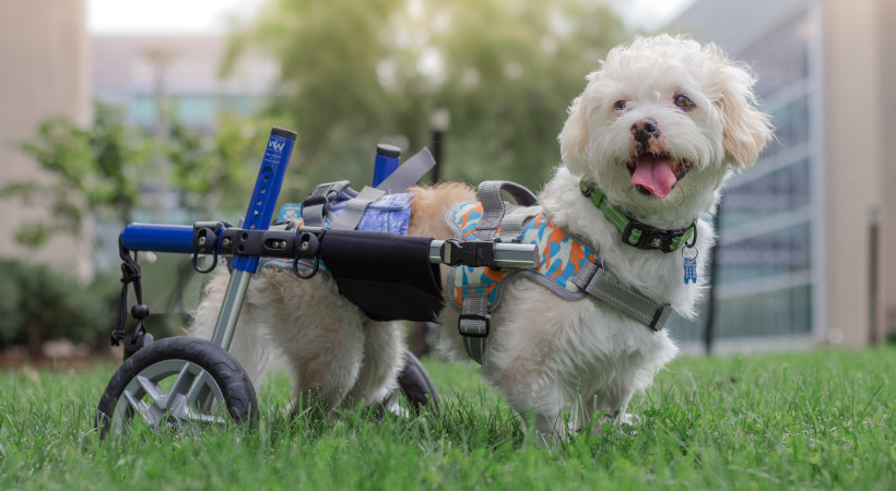 rescue dog travels from Iran to Massachusetts and is enjoying life in his Walkin Wheels and Front and Rear Harness