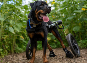 Miles the Rotty in a sunflower field rolling with his Walkin' Wheels and Walkin' Traction Socks