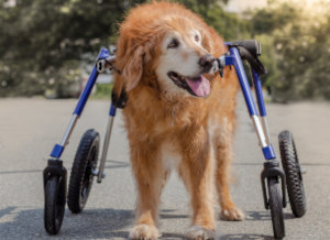 Full Support Dog Wheelchair