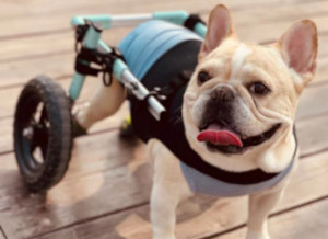 French Bulldog wheelchair