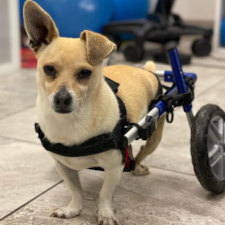 dog wheelchair for injured pet