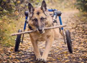 German Shepherd wheelchair