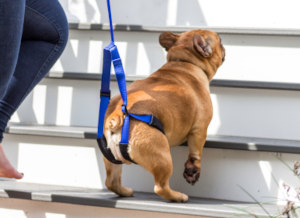 dog rear support leash
