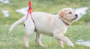 puppy Yellow Labrador Retriever with Walkin' Pets small rear lift harness