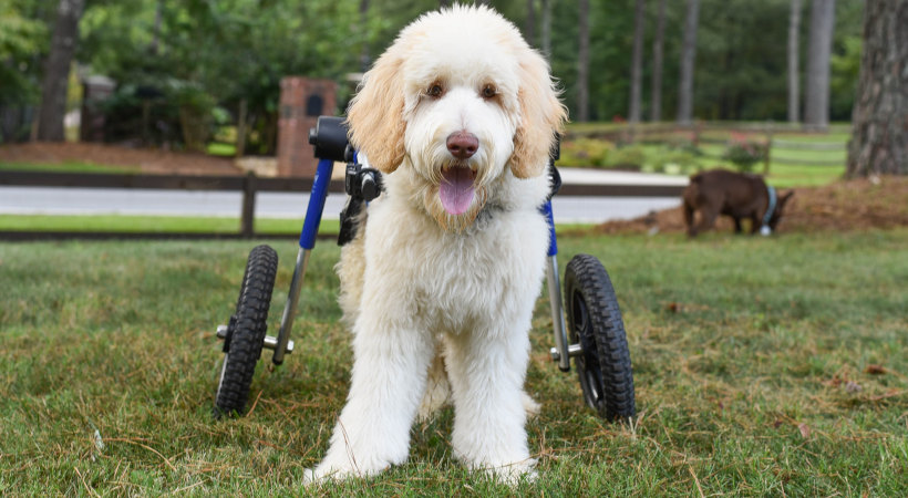 Benny in his front yard enjoying his freedom with his Walkin' Wheels.