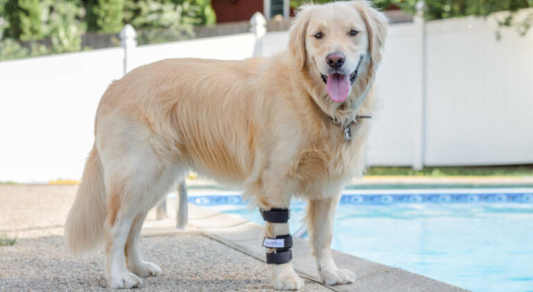 Brady the Golden Retriever at his family pool sporting a Walkin' Pets splint for limping dogs needing support