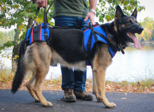 Walkin' Pets front and rear lifting harness for a big dog