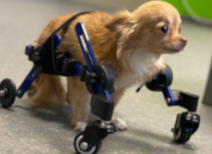 Full Support Chihuahua Wheelchair