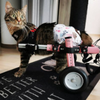 paralyzed cat walks in cat wheelchair