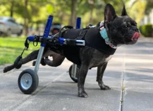 Paralyzed French Bulldog uses small Walkin' Wheels dog wheelchair