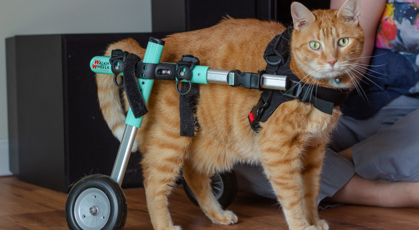 Spice, a Cat with back pain and mobility loss using a Walkin' Wheels CAT Wheelchair