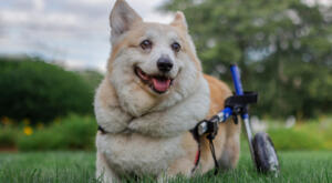 Senior Corgi 'Sunny' with spinal disease getting much needed support from his properly fitted Walkin Wheels