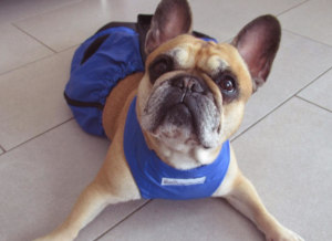 Swan the Frenchie is using her Drag bag for paralyzed dog