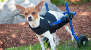 Tinker, a chihuahua with mobility loss struts around in her Walkin' Wheels Mini