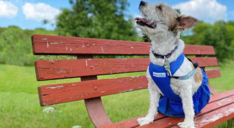 A sweet tired pup sitting on a park bench in Walkin' Pets drag bag for paralyzed dogs