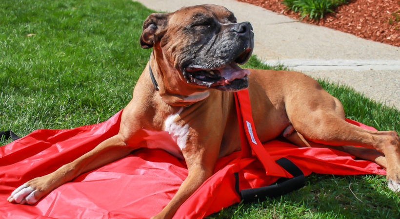 a large dog laying on Walkin’ Pet Transport Stretcher