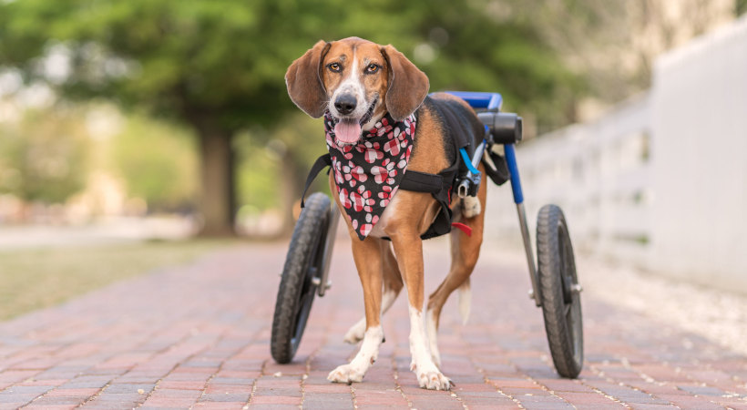 Beau is able to walk because of his Walkin' Wheels wheelchair posing while on his walk