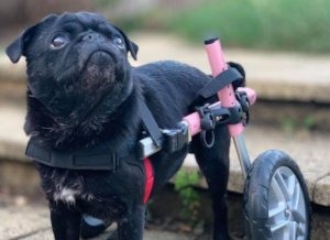 disabled pug wheelchair