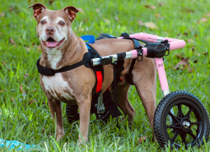 Senior dog walks in Walkin' Wheels dog wheelchair