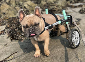 dog wheelchair for disabled french bulldog