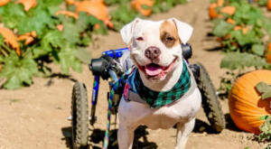 Willow, a pitty customer getting great use from her Walkin Wheels