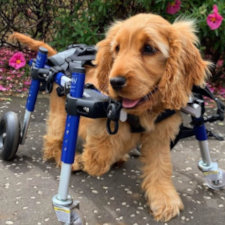 Full support dog wheelchair for cocker spaniel