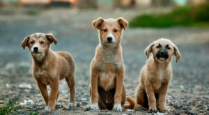 group of puppies for puppy mills and backyard breeders blog post