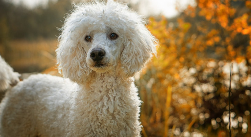 poodle health conditions and mobility loss