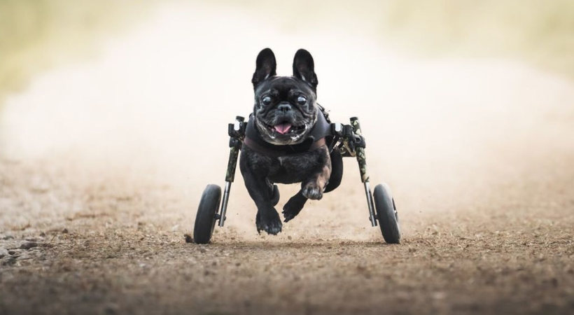 brachycephalic dog runnng on a groomed train in his Camo-color Walkin' Wheels wheelchair