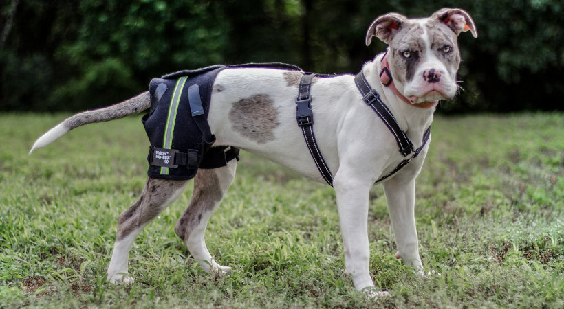 A puppy hip dysplasia brace in the Walkin’ Hip-EEZ Support System